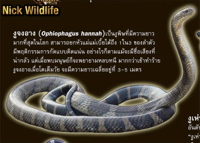  รูปงูจงอางแผ่แม่เบี้ย