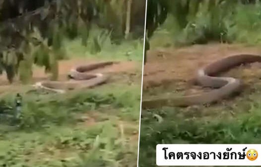 รูปภาพ จงอาง บองหลา